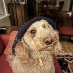 Are animals people?